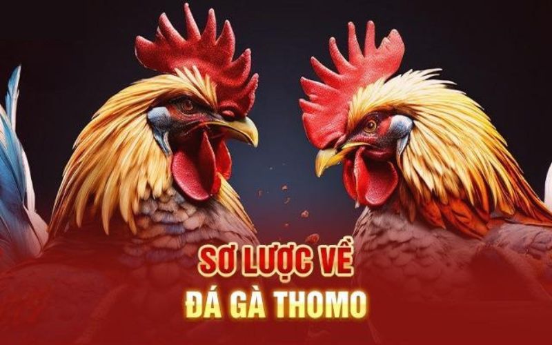 Đá gà Thomo là gì?