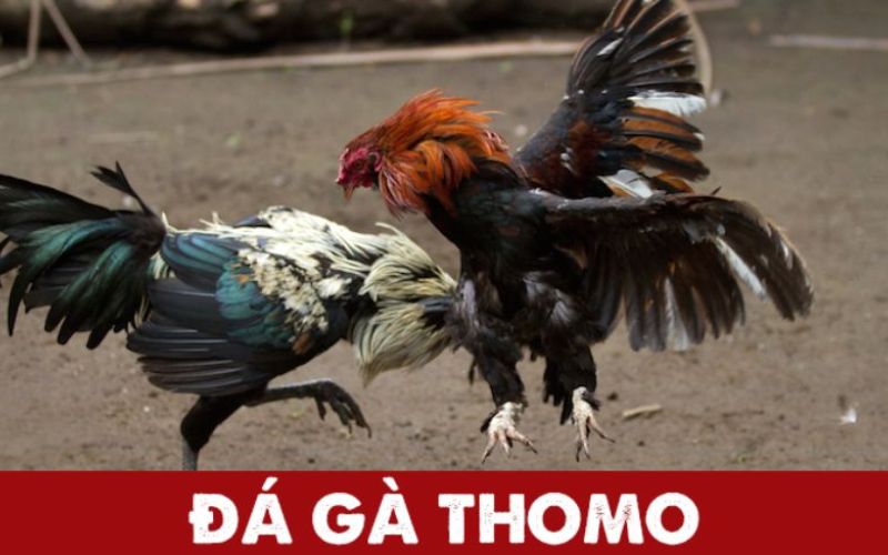 Luật chơi đá gà Thomo là gì?